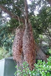 Image: Murray Dawson © Landcare Research / Murray Dawson 